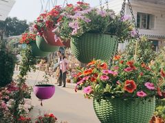 -桂林市花鸟市场