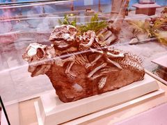 -陕西自然博物馆