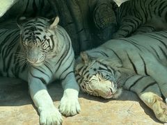 -北京野生动物园