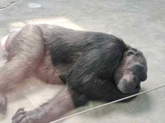 -石家庄市动物园