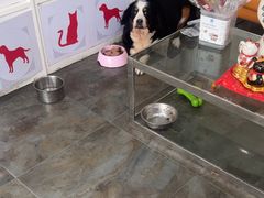 -暖阳宠物医院·犬猫康复中心·骨科