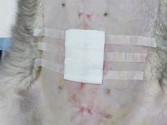 -芭比堂动物医院广州顽皮分院