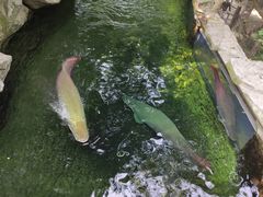 -青青世界