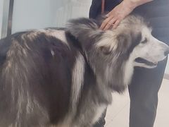 -宠福鑫康馨动物医院·骨科·眼科