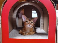 -猫大福·Fortune Cat猫舍(百子湾店)