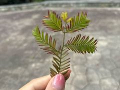 -南国桃园旅游度假区