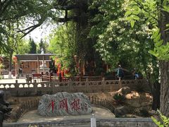 -大槐树寻根祭祖园