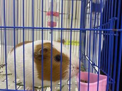 -龟与熊猫宠物公园(南坪店)