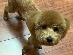 -派多格宠物·购宠(靛厂路店)