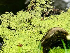 -渌洋湖湿地公园