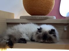 -喵园·猫主题咖啡厅·撸猫·猫咖(国贸店)