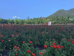 -亚龙湾国际玫瑰谷
