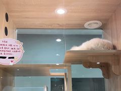 -BABIT巴比特宠物(MOMOPARK店)