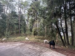 -王五羊肉粉(大东海店)