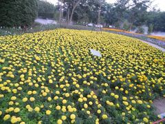 -东南花都花博园