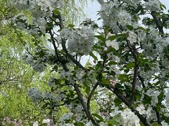 -上海共青森林公园