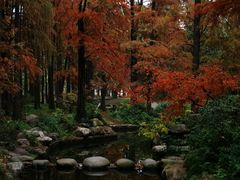 -上海共青森林公园