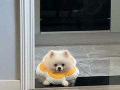 -唐小姐の私宠·宠物洗护美容·撸猫馆·购宠(周浦万达旗舰店)