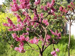 -南汇桃花村
