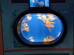 -烟台海昌鲸鲨海洋公园