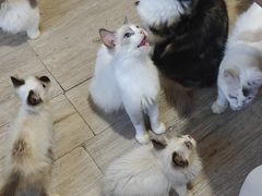 -楼上猫咖(罗湖店)