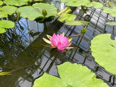 -国家植物园南园