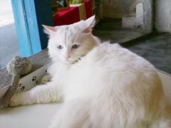 -Babycat私家御饼屋(龙头路一店)