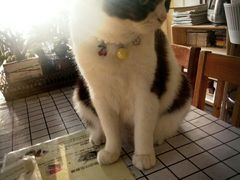 -海边的猫和咖啡馆
