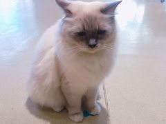 -藏猫猫咖啡主题馆(中央大道店)