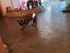 -百好乐宠物友好餐厅(朝外大街店)