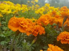 -广西壮族自治区药用植物园