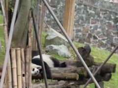 -都江堰中华大熊猫苑