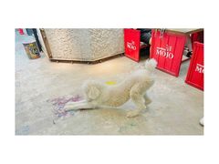 -MOJO密室逃脱(中街旗舰店)