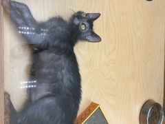 -帕帕拉兹宠物(亚洲旗舰店)