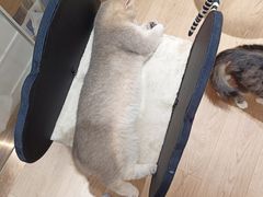 -1013 PET SHOP精品宠物商店(丁香店)