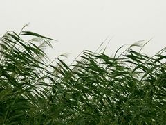 -白渔泡湿地公园