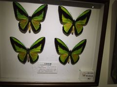 -上海昆虫博物馆