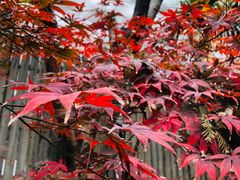 -和平官邸·花园餐厅(武定西路店)