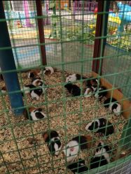 -萌宠亲子动物乐园(槐房万达店)