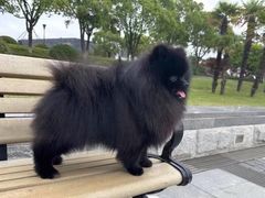 -联合动物医院(光谷诊疗中心)
