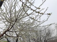 -桃花堤公园