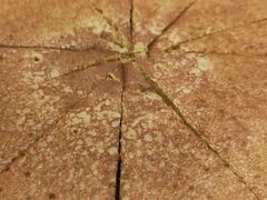 -阿斯牛牛·凉山菜(新会展店)