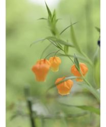 -Oasis Beauty水磨坊科技美肤中心