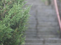 -大鹿岛