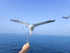 -海驴岛(荣成市)