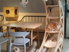 -豆逗聊愈猫阁Easy Life