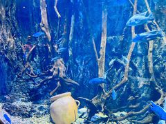 -华夏文旅海洋公园