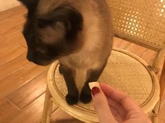 -猫友咖啡店(玉林西路店)