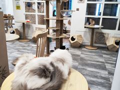 -楼上猫咖(罗湖店)