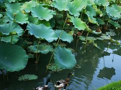 -乌村